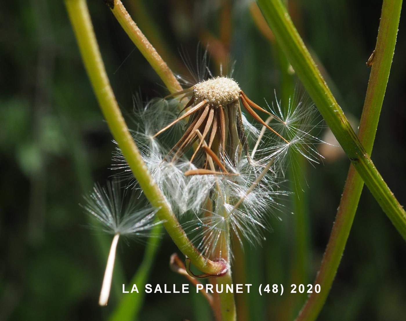 Hawk's-beard, Beaked fruit